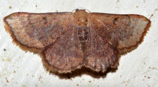 Enispa niviceps