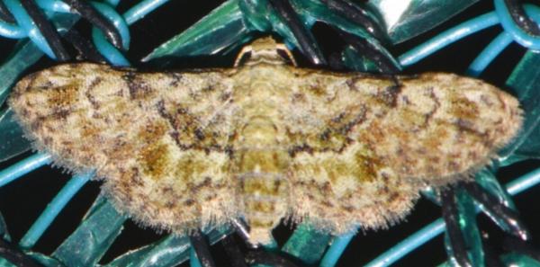 Trissernis ochrochlora