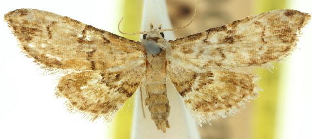 Trissernis ochrochlora