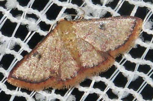 Enispa phaeopa