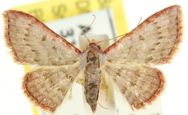 Enispa rhodopleura