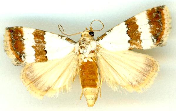 Maliattha ritsemae