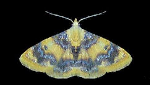 Pseudephyra straminea