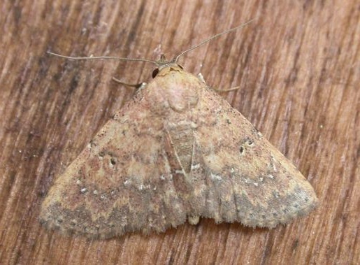 Cerynea trogobasis