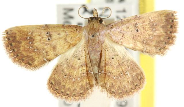 Cerynea trogobasis