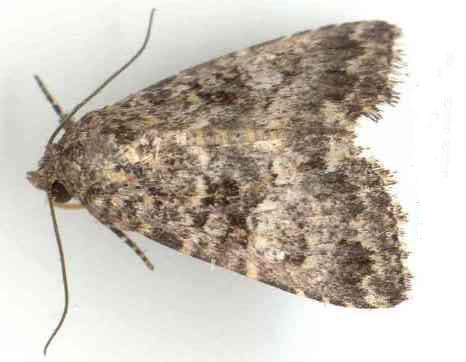Condica aroana