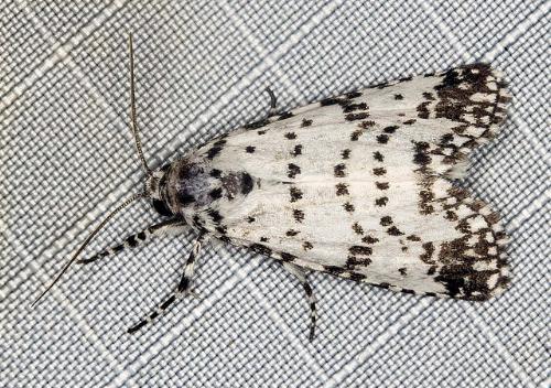 Thalatha artificiosa