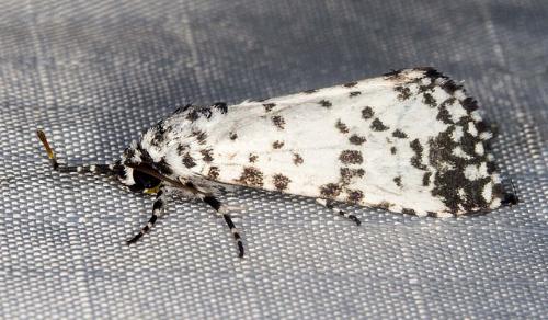 Thalatha artificiosa