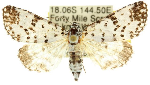 Thalatha artificiosa