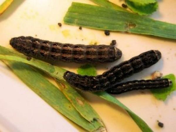 Proteuxoa atrisquamata