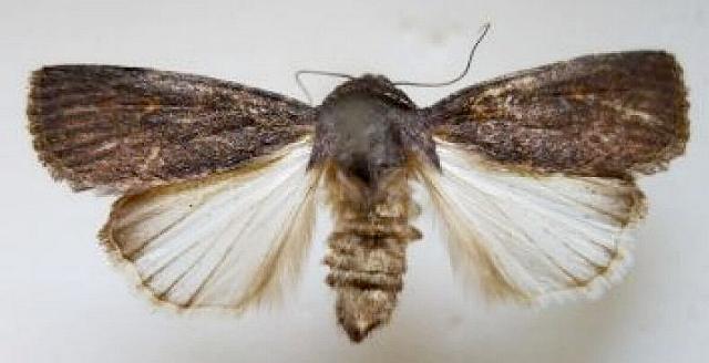 Proteuxoa atrisquamata