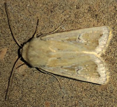 Proteuxoa callimera
