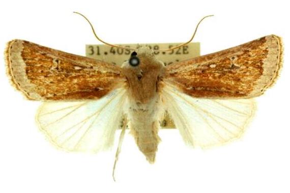 Proteuxoa callimera