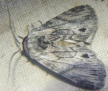 Calophasidia cana
