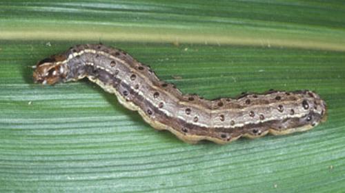 Spodoptera frugiperda