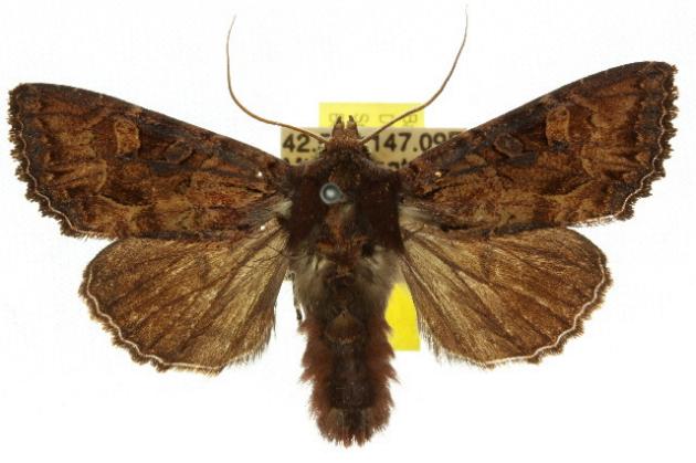 Neumichtis iorrhoa