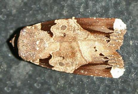 Callyna leuconota