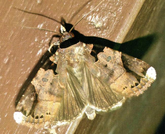 Callyna leuconota