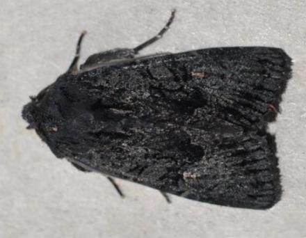 Neumichtis nigerrima