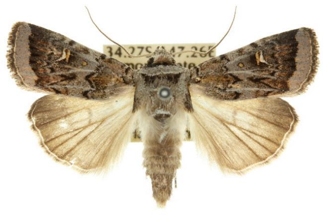 Proteuxoa oxygona