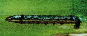 Spodoptera picta