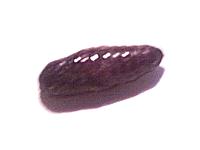 Spodoptera picta