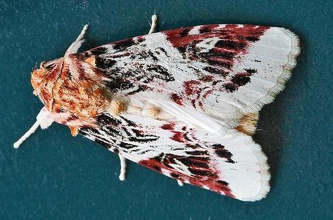 Spodoptera picta