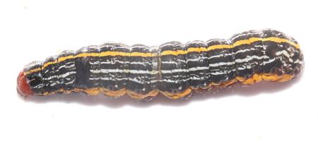 Spodoptera picta