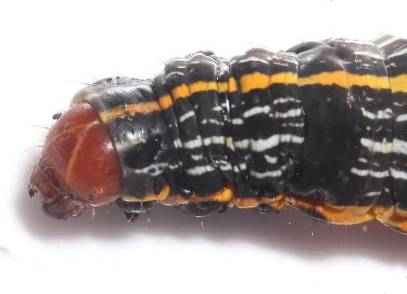 Spodoptera picta
