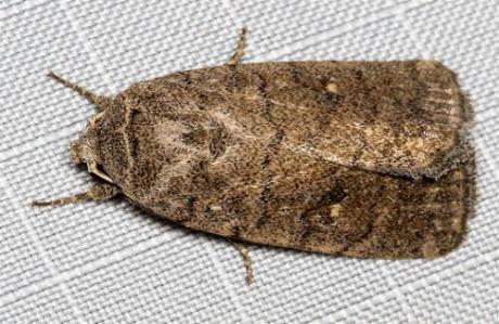 Athetis reclusa