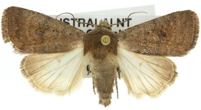 Athetis reclusa
