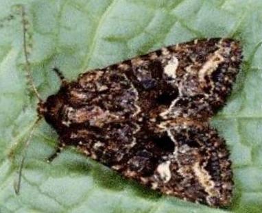 Neumichtis saliaris