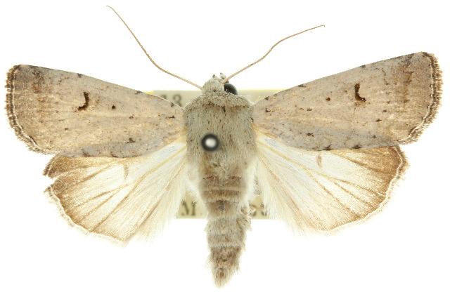 Proteuxoa spodias