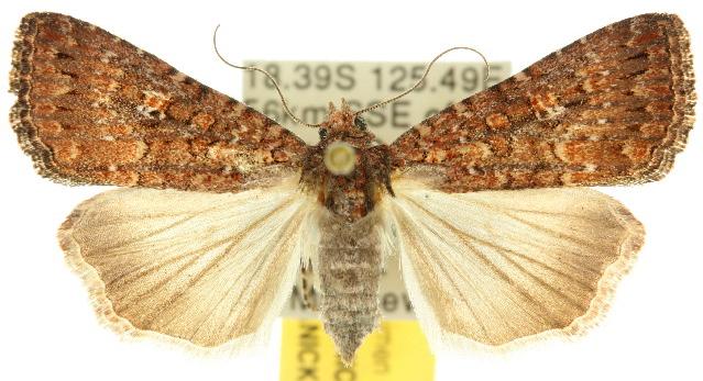 Hypoperigea tonsa