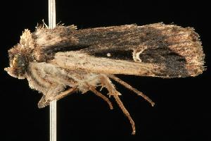 Proteuxoa tortisigna