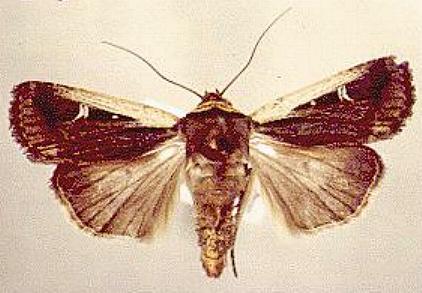 Proteuxoa tortisigna