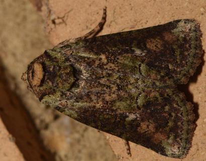 Syntheta xylitis