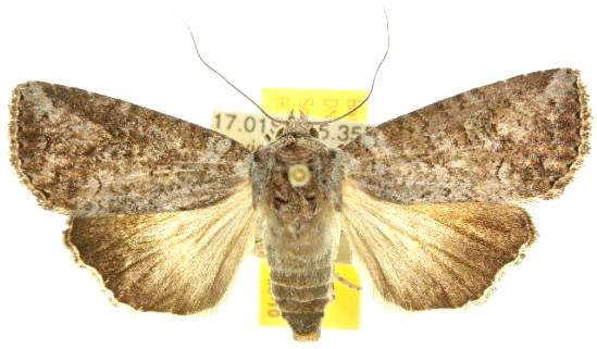 Syntheta xylitis