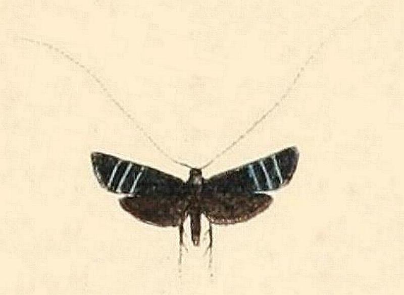 Adela aethiops