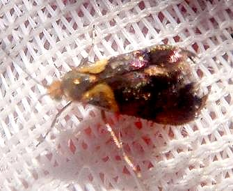 Nemophora brachypetala