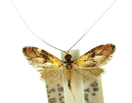 Nemophora brachypetala