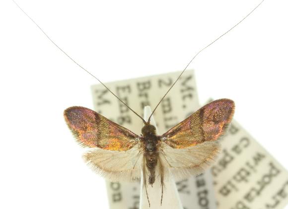 Nemophora laurella