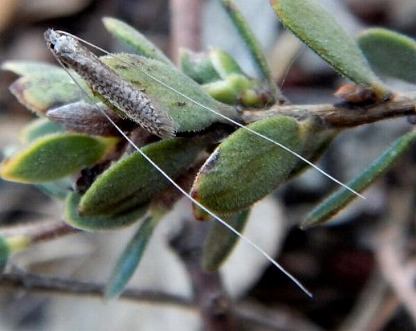 Ceromitia leptosticta