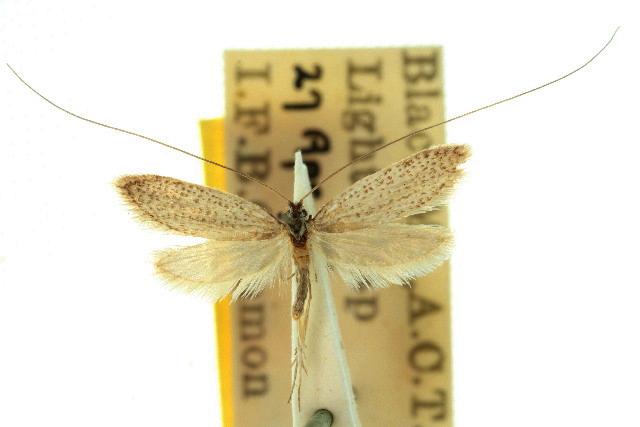 Ceromitia leptosticta