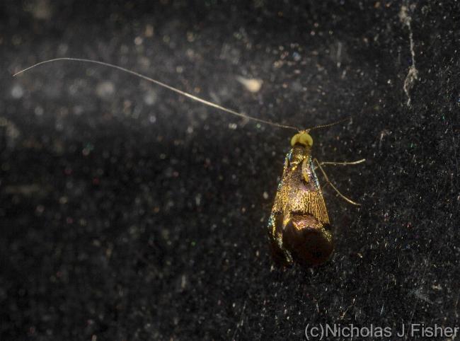 Nemophora opalina