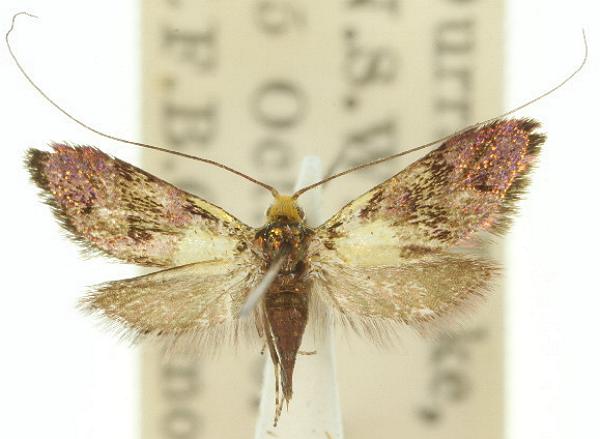 Nemophora panaeola