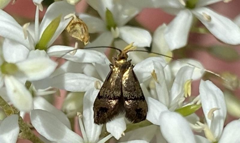 Nemophora sparsella