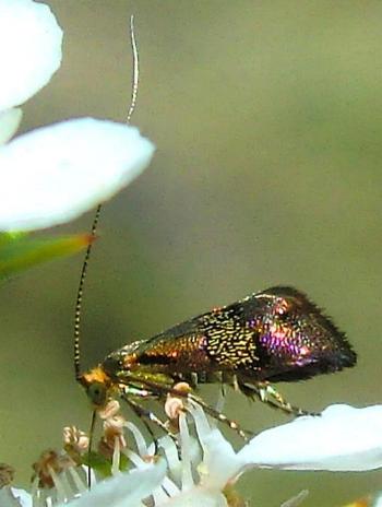Nemophora sparsella