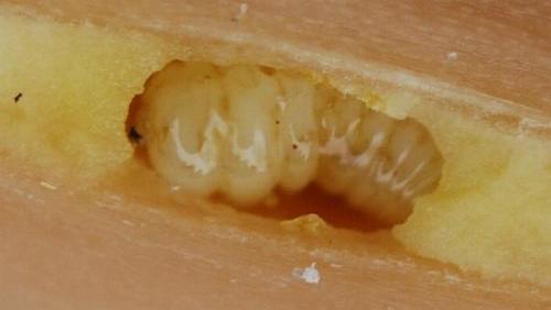 Aenigmatinea glatzella