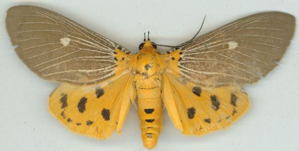 Asota caricae